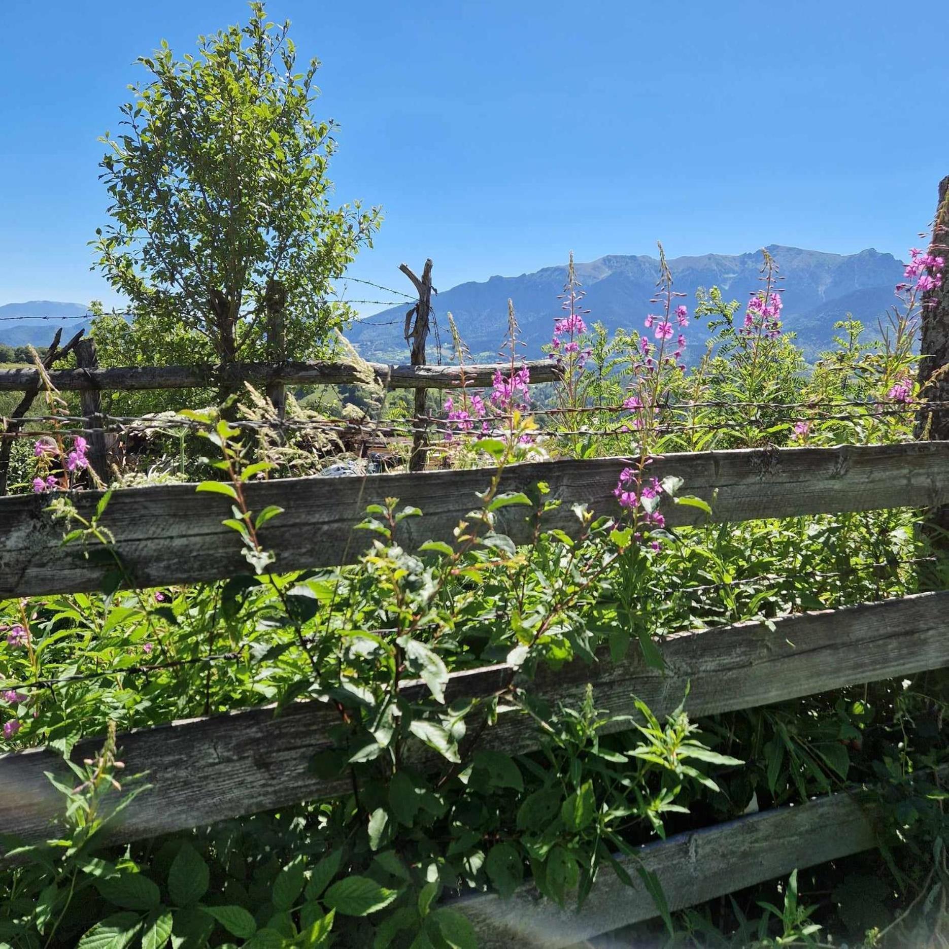 Lodge Alpine Escape Magura (Brasov)