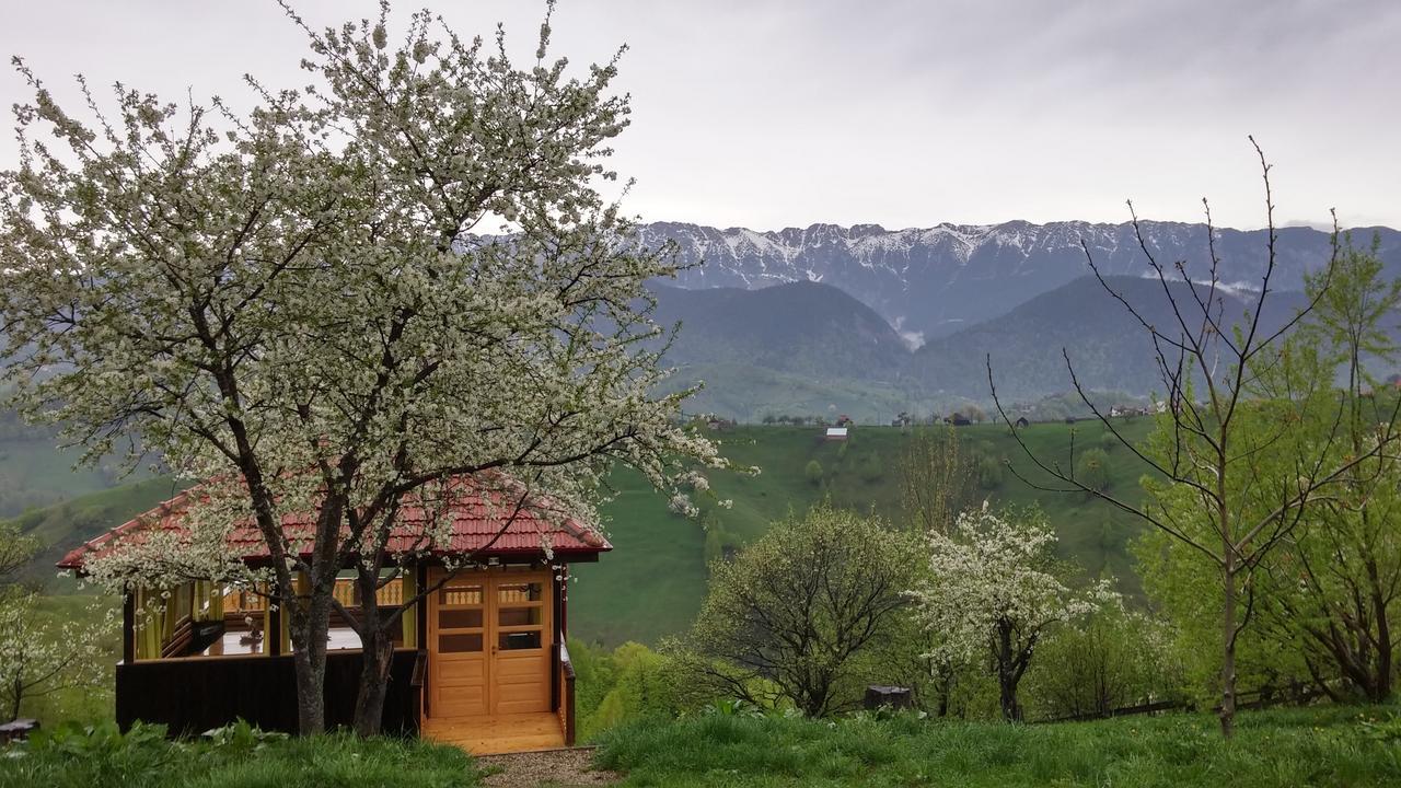 Lodge Alpine Escape Magura (Brasov)